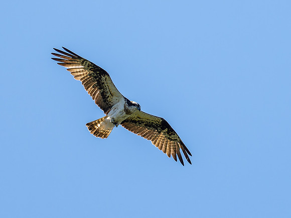 Osprey