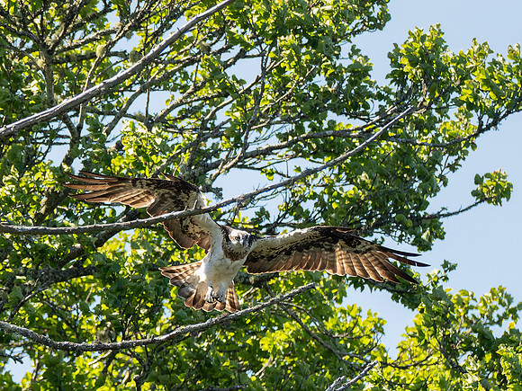 Osprey