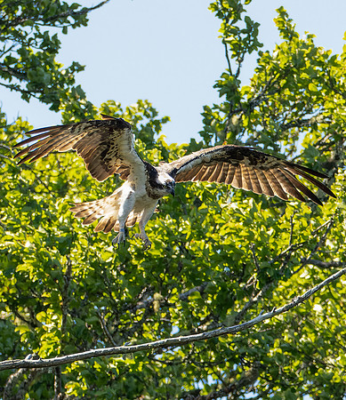 Landing Gear Down