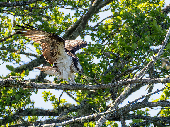 Osprey