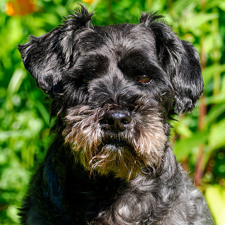 Archie