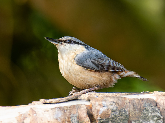 Nuthatch