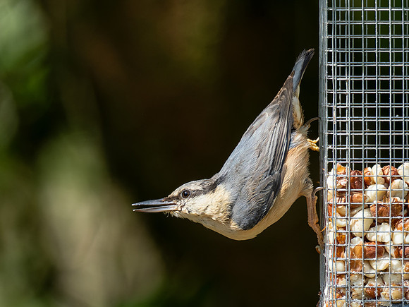 Nuthatch