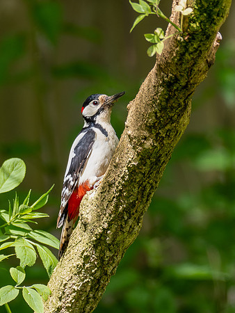Great-spotted Woodpecker
