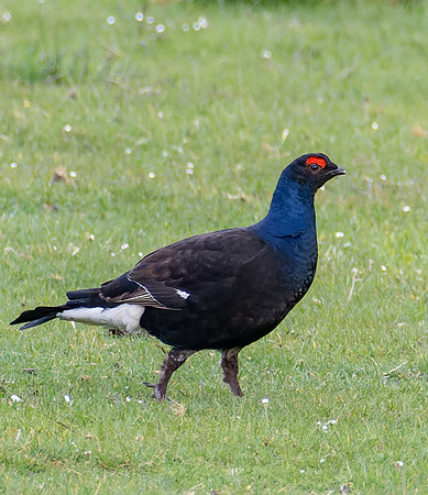 Black Grouse (Tetrao tetrix)