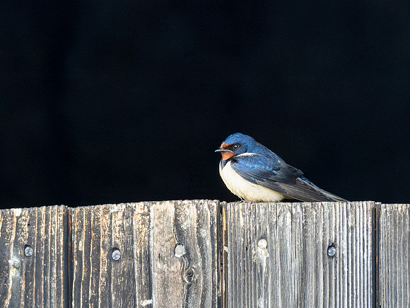 Swallow