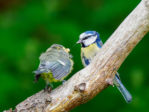 Baby Blue Tit