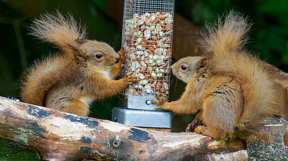 Young Red Squirrels
