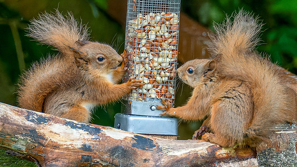 Young Red Squirrels