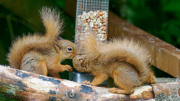 Young Red Squirrels