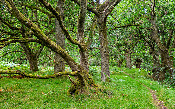 Balmacaan Woods
