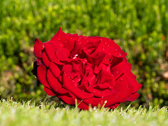 20200808-Garden-EM127613