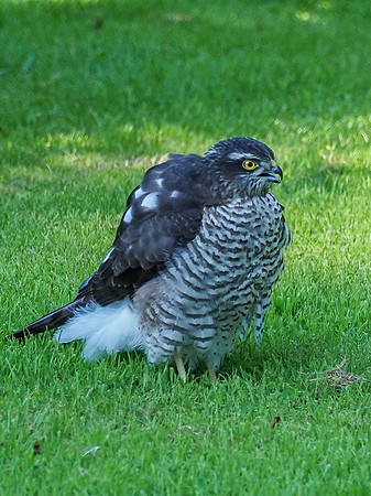 Juvenile Female Sparrow Hawk (Accipiter nisus)