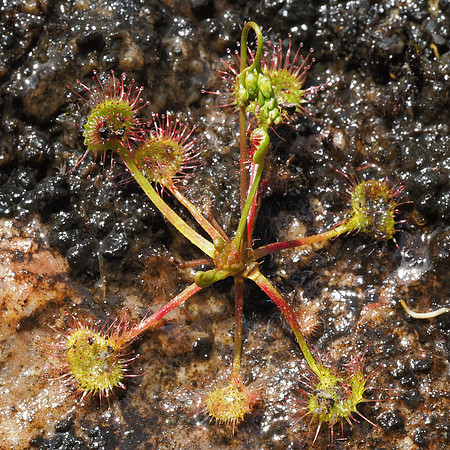 Round-leaved Sundew (Drosera rotundifolia)