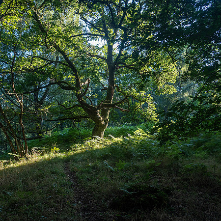 Light and Shade