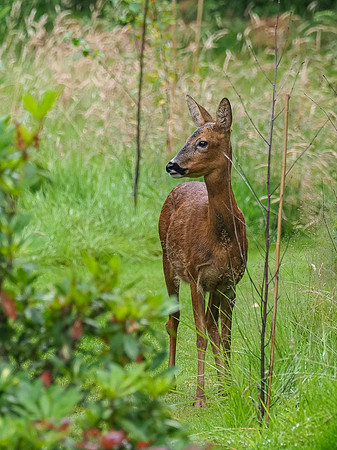 Another Red Thing in the Garden