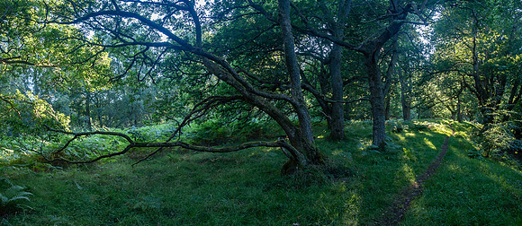 Light and Shade