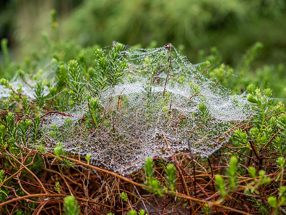 Wet Wide Web