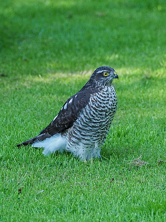 Juvenile Female Sparrow Hawk (Accipiter nisus)