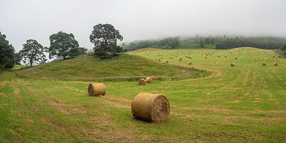 Misty Bails