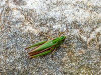 Common Green Grasshopper (Omocestus viridulus)