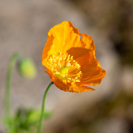 20200808-Garden-EM127601