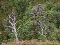 Beinn Eighe NNR