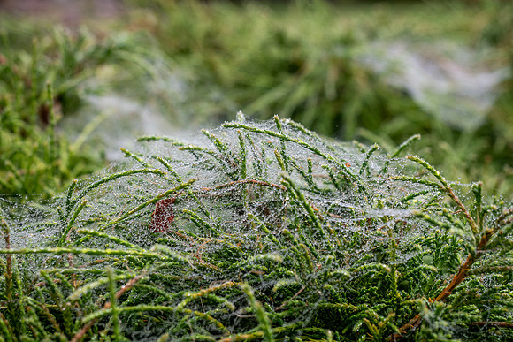 Wet Wide Web