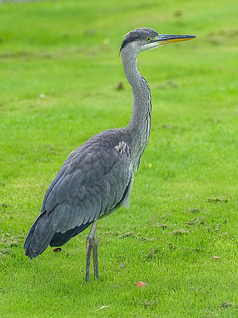 Juvenile Grey Heron (Ardea cinerea)
