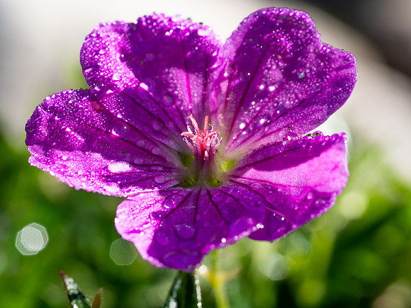 20200808-Garden-EM127607