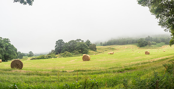 Misty Bails
