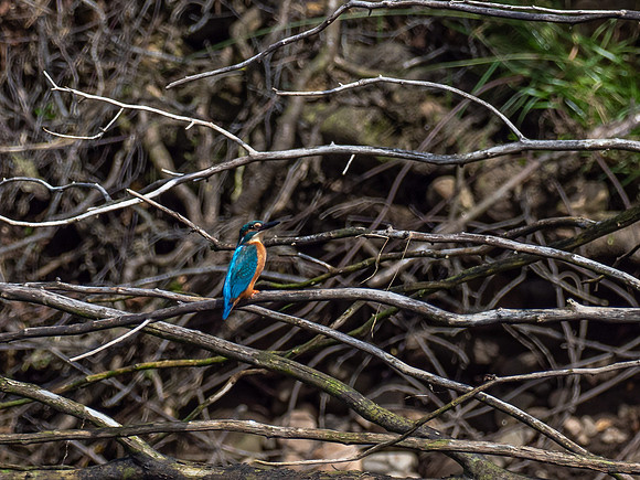 20200808-Kingfisher-EM127892
