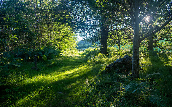Light and Shade