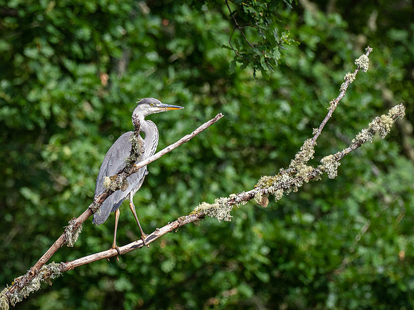 Grey Heron (Ardea cinerea)