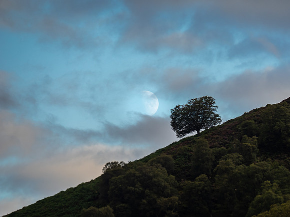 Parallel Tree