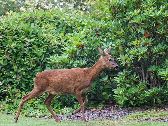20200812-Garden Animals-EM127946