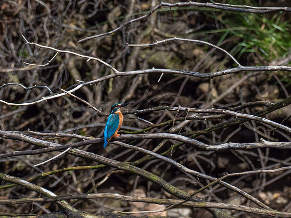 20200808-Kingfisher-EM127893