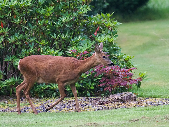 20200812-Garden Animals-EM127953