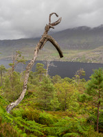 Beinn Eighe NNR