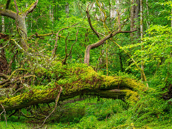 The Old Fallen Oak