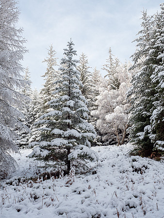 Snowy Woodland Walk