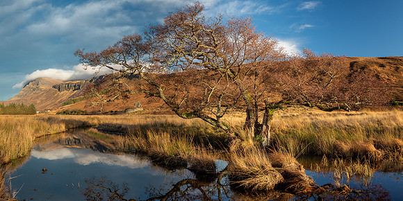 Wide Angle Tree