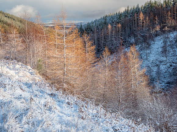 Larch Light