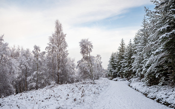 Snowy Woodland Walk