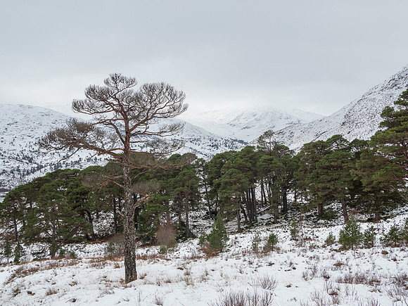 Snowy Glen Cannich