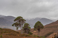 20201213-Glen Cannich-EM124822