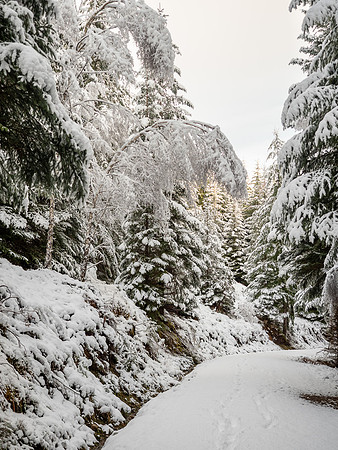 Snowy Woodland Walk