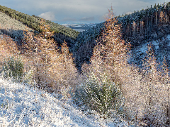 Snow in the Glen