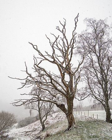 Balmacaan Winter