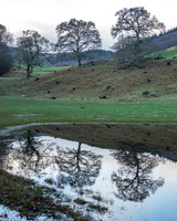 Three Trees